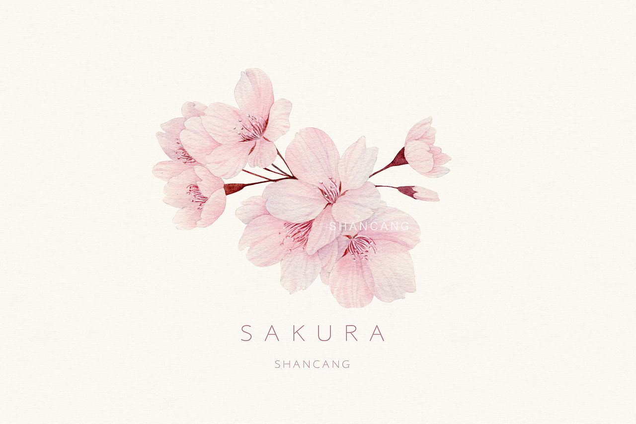 与你相遇在樱花树下