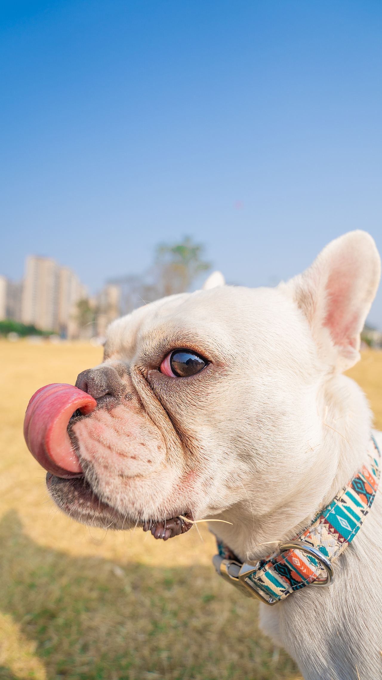 法斗 大憨憨的傻笑