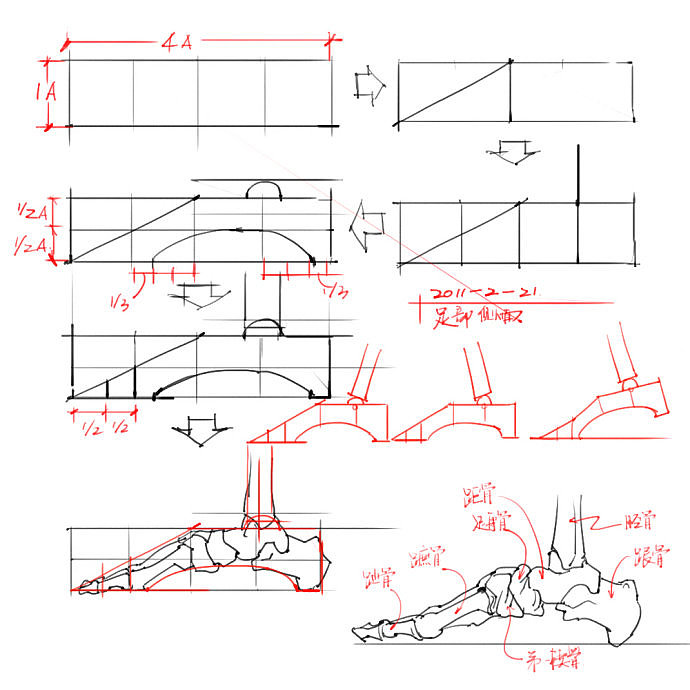 「素材」分享一波绘画专用人体解剖素材 part 04