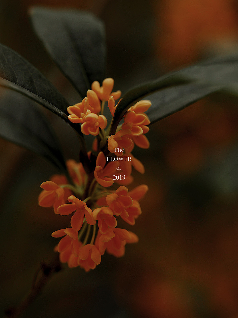 花（图ZMjMxMDM0MzYw） - 风光摄影 - 站酷设计师萩田纪画原创素材 - 站酷ZCOOL