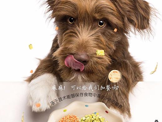 电商宠物页面设计