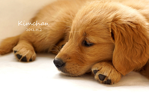 超级无敌可爱萌的金酱