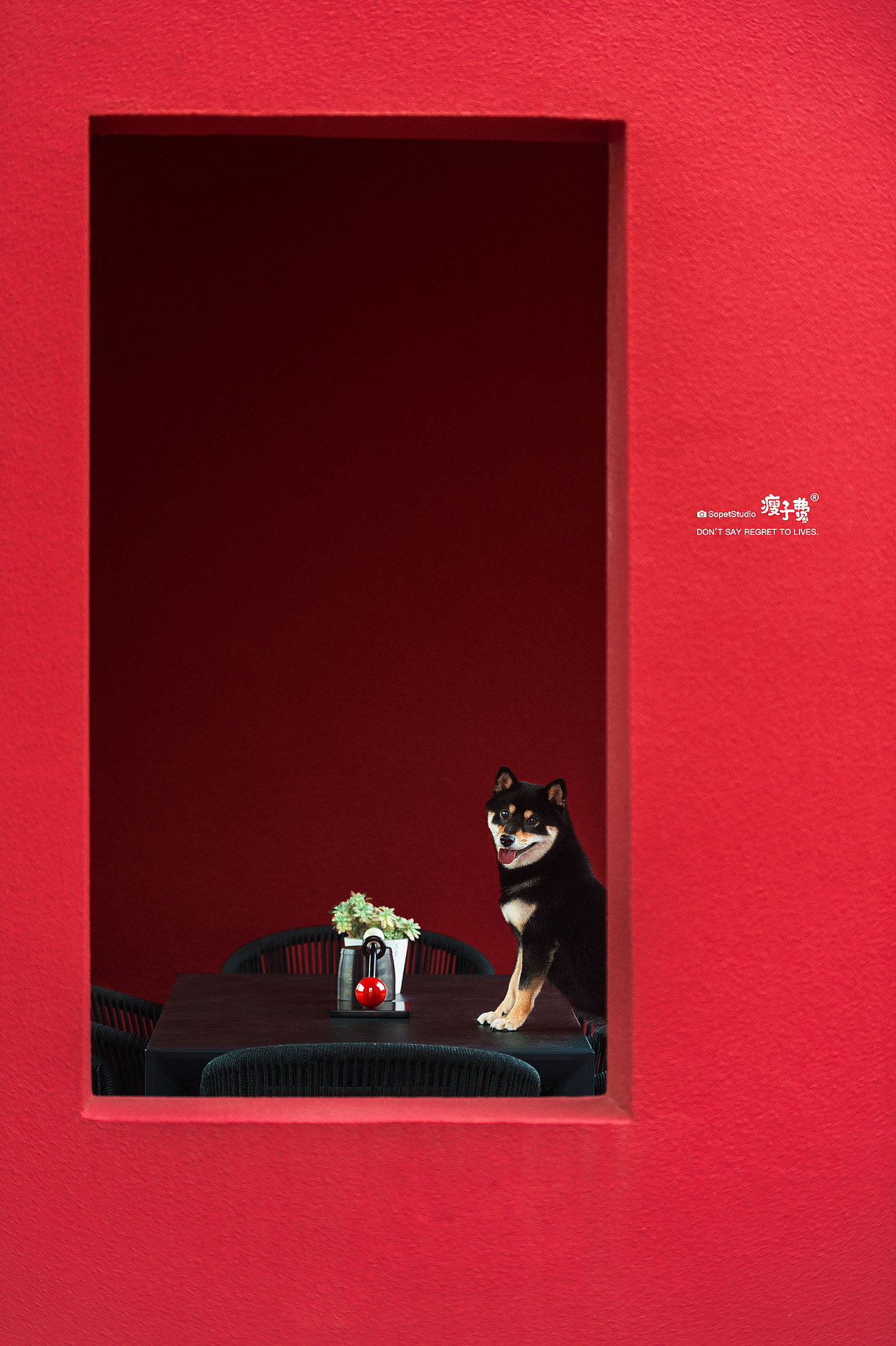 这不是Ai，是摄影。（图ZMzczMzM3Njg0） - 产品摄影 - 站酷设计师宠物摄影师瘦子费原创素材 - 站酷ZCOOL