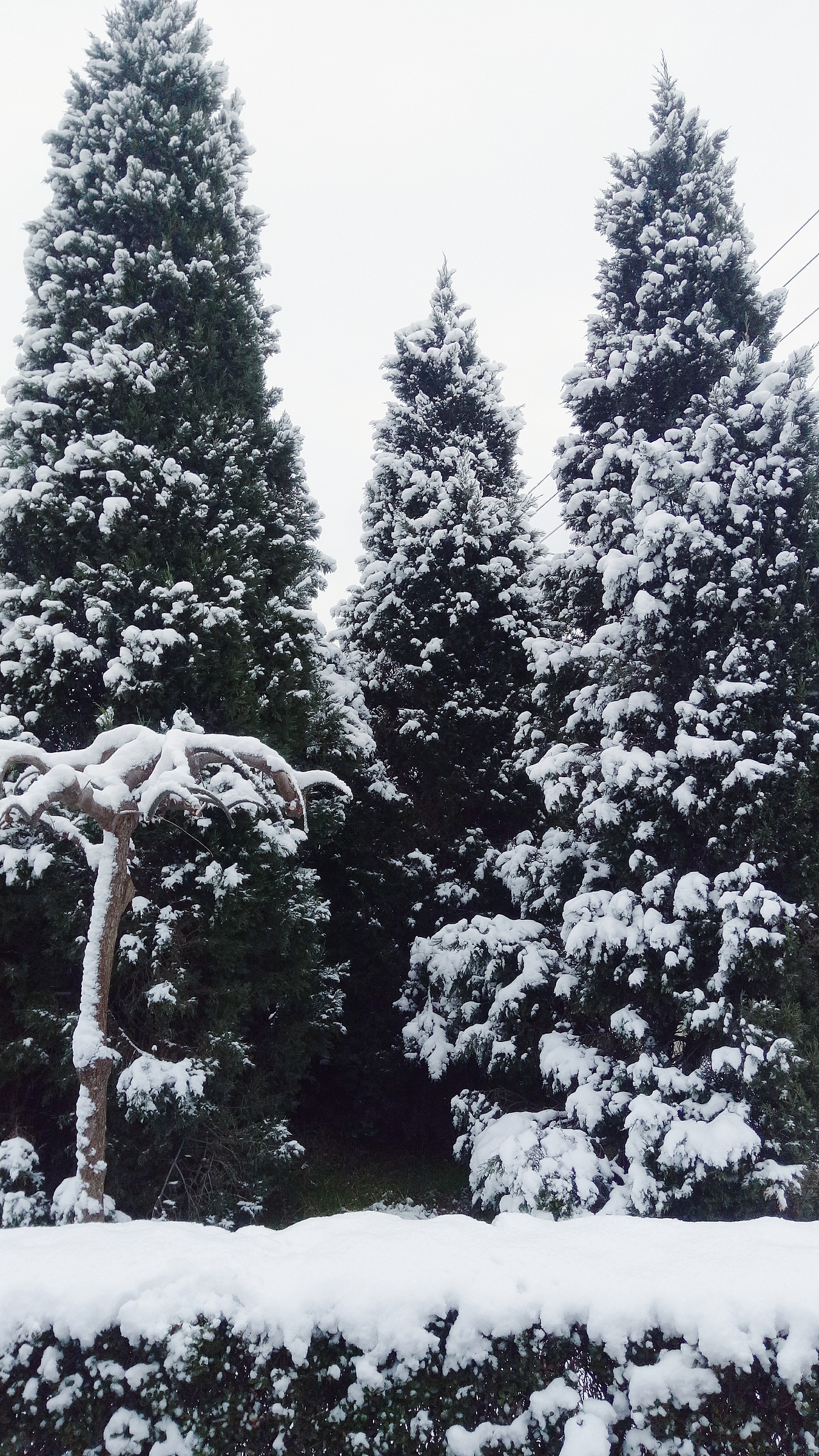 2018上海的第一场雪