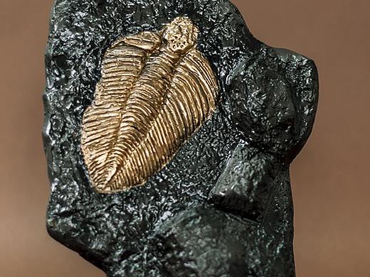 自制三叶虫摆件