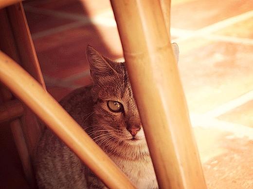 暗涌（個(gè)人主頁-ZMjUxMDQ4ODA=） - 寵物攝影 - 站酷設(shè)計(jì)師麋小鹿的森林原創(chuàng)素材 - 站酷ZCOOL