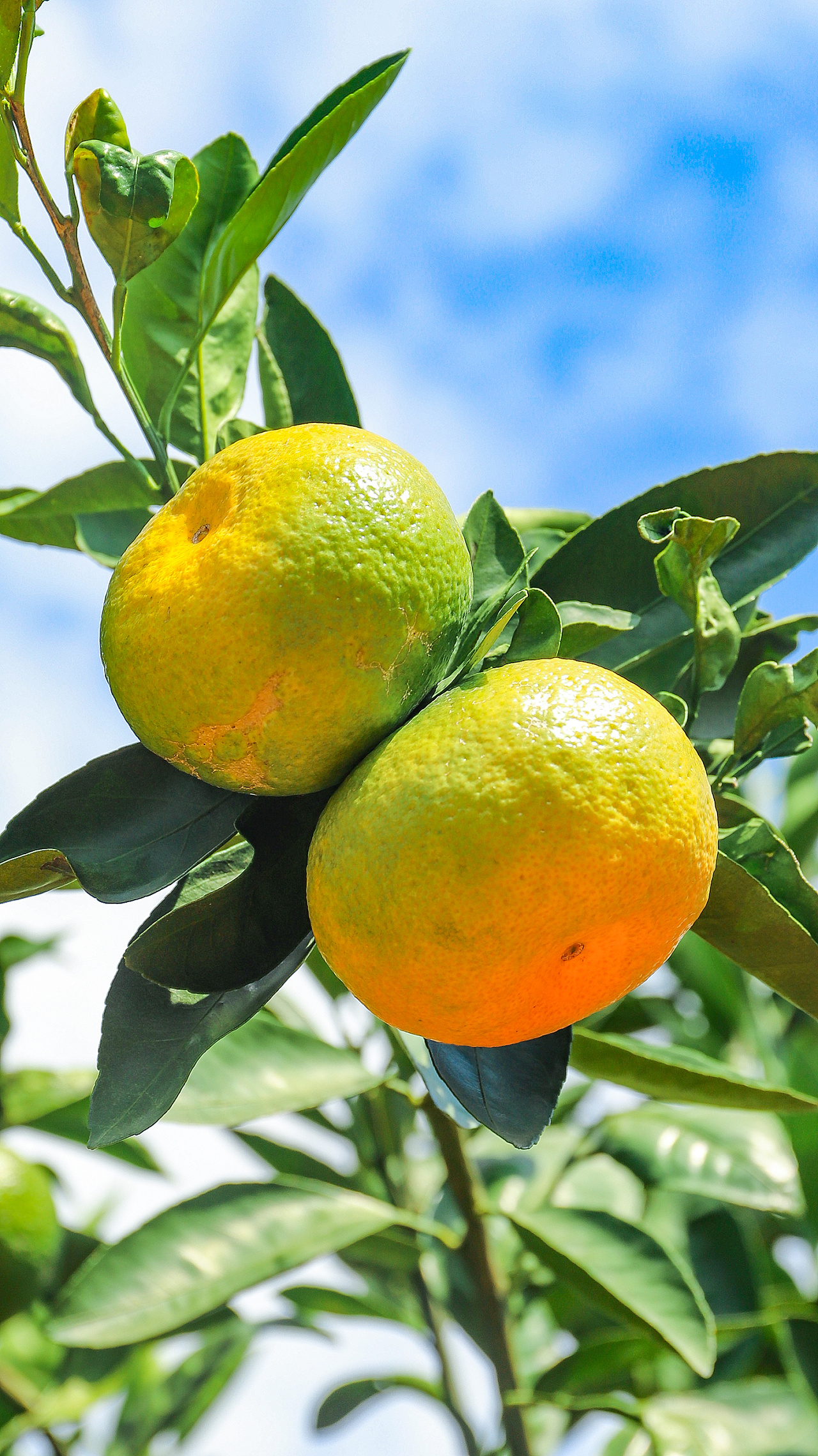 水果拍摄-云南华宁无籽蜜桔