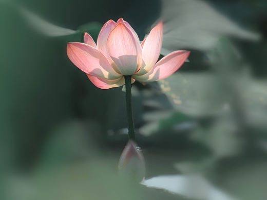 《夏荷》