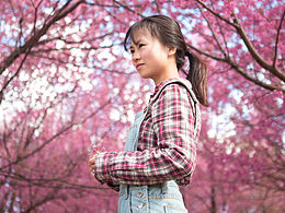 冬櫻花開時，野馬在大理