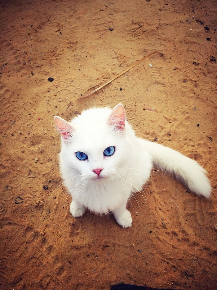 世界各地内些一面之缘的喵cat