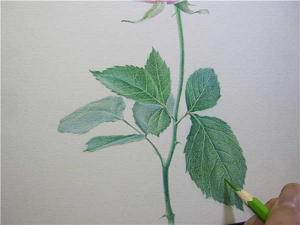 纸上彩铅--《玫瑰系贰》随录（图ZMTIwNjAzNDg=） - 绘画 - 站酷设计师超超的青葱原创素材 - 站酷ZCOOL