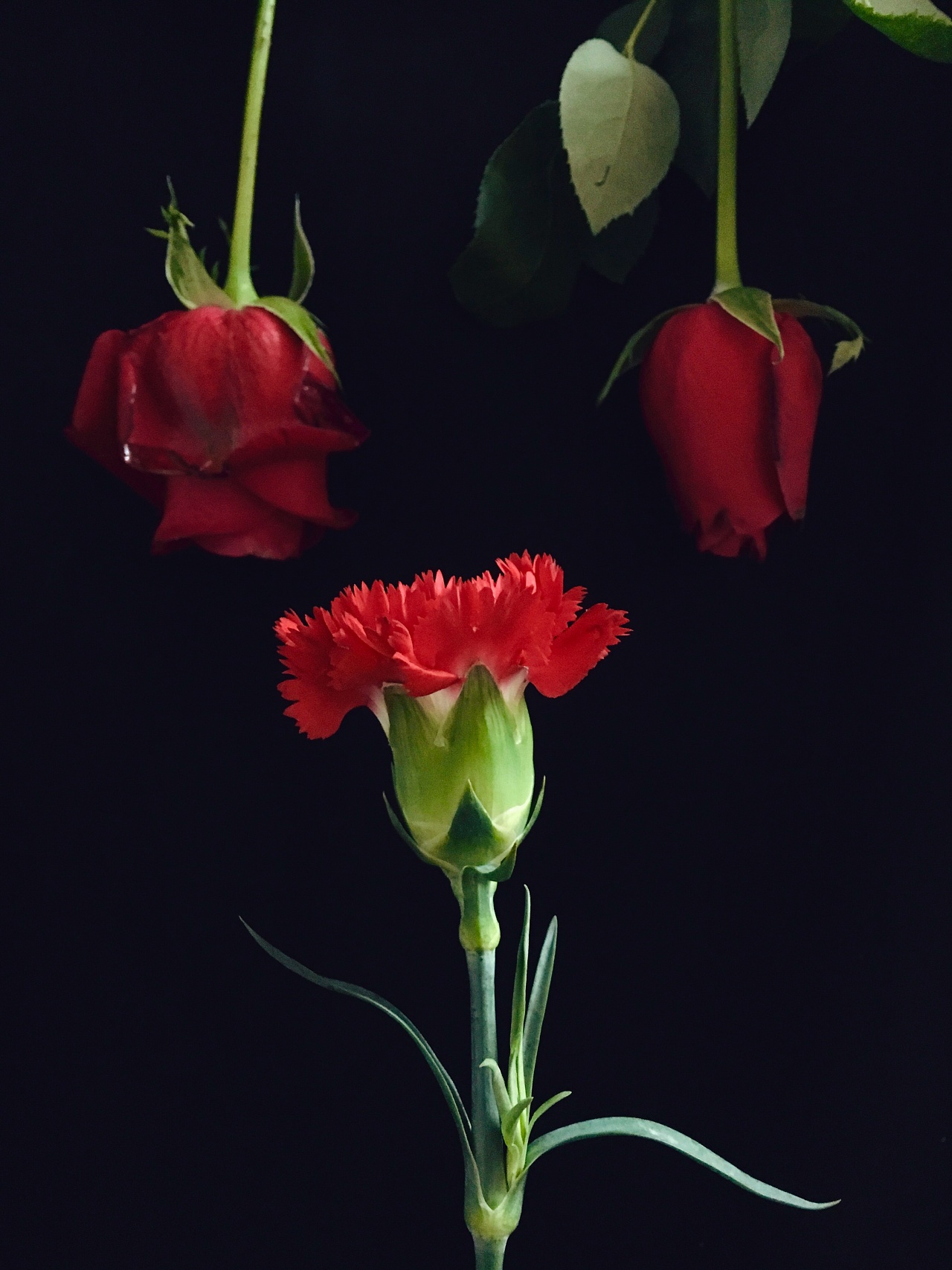夏日里的红玫瑰[原创] - 绝美图库 - 华声论坛