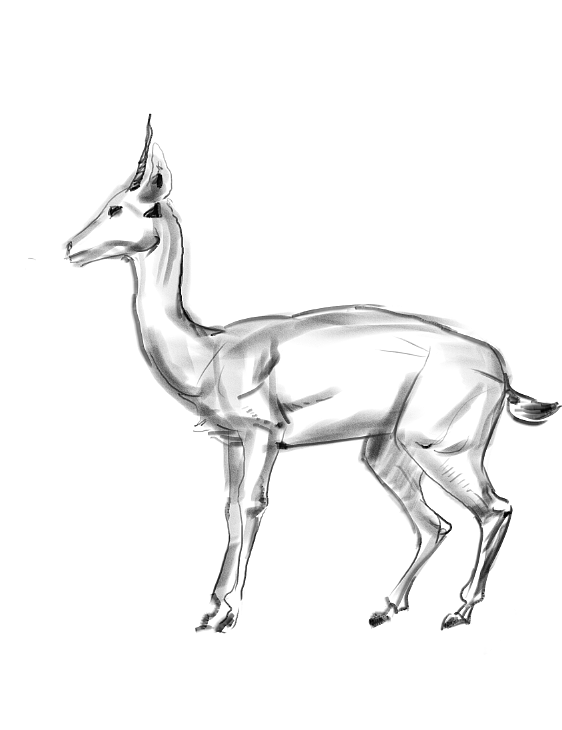 地铁上练习（动物篇）（图ZMTQ4MTk0NzE2） - 创作习作 - 站酷设计师S肚子爱画画D原创素材 - 站酷ZCOOL