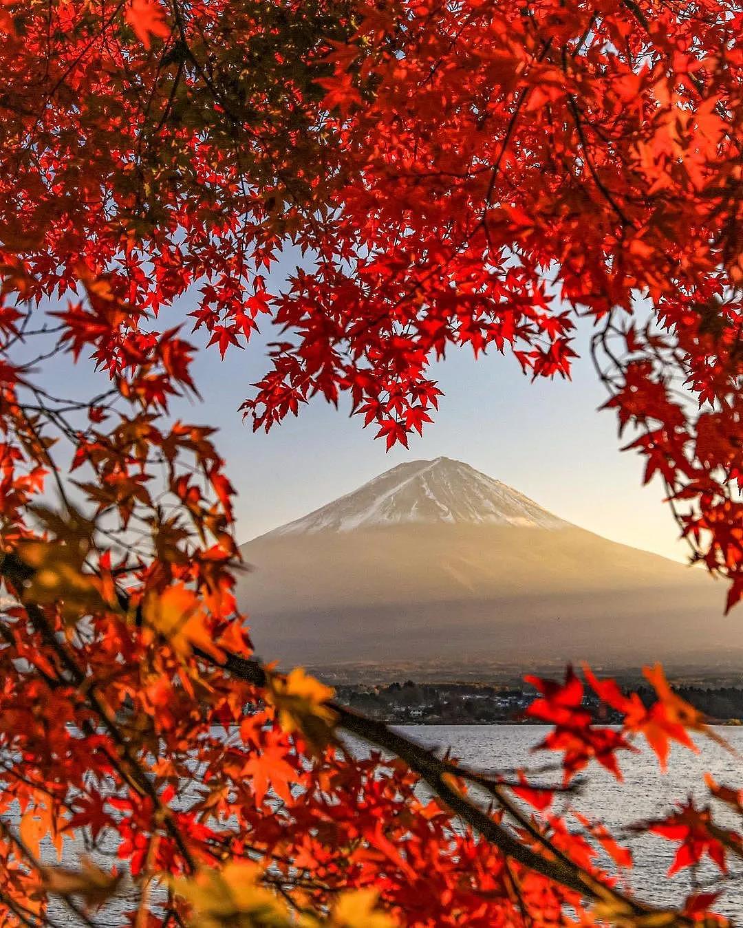 红色枫叶掩映下的绝美富士山