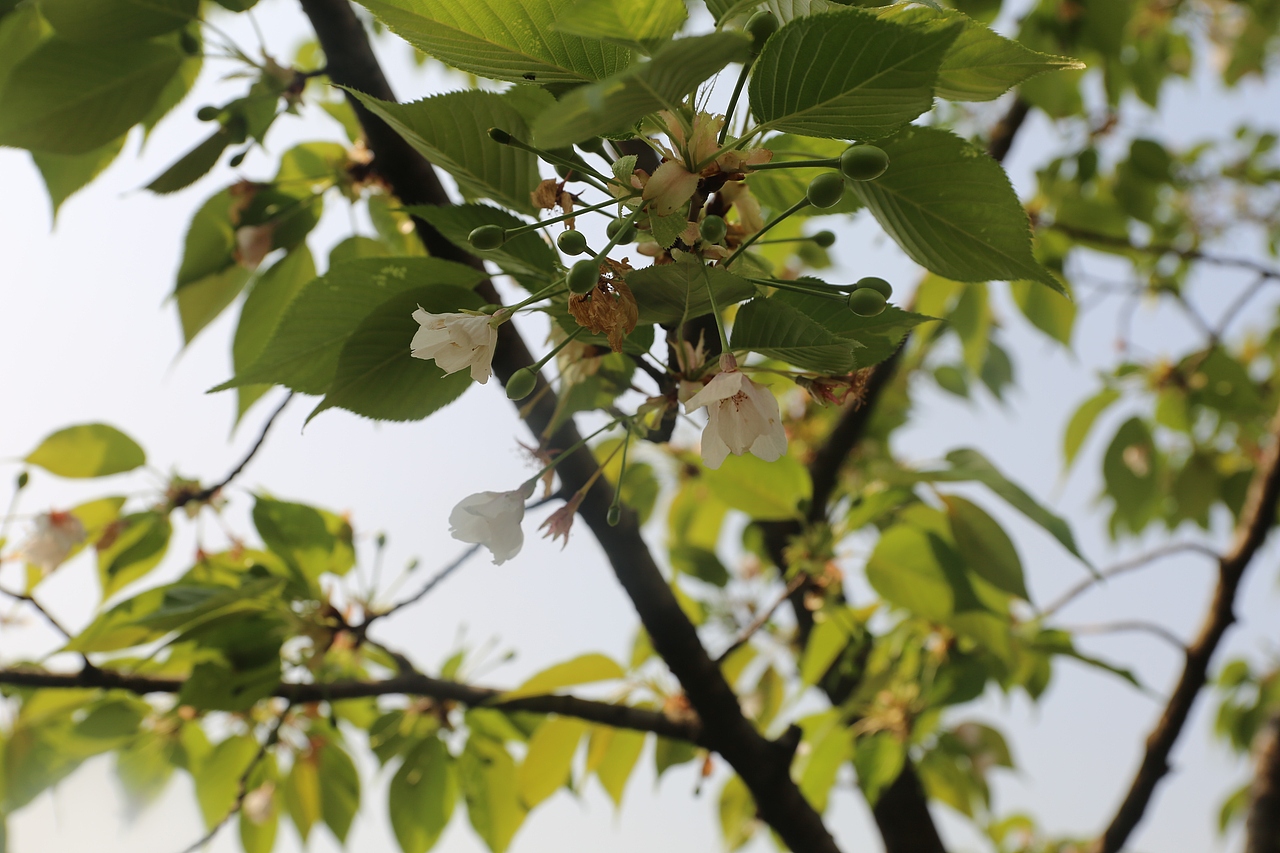 花都开好了（图ZMTEwMDAzMzg0） - 其他摄影 - 站酷设计师焉寐语原创素材 - 站酷ZCOOL