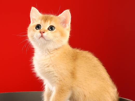 宠物摄影布灯技巧 猫咪拍摄课程狗狗猫咪怎么拍摄拍照
