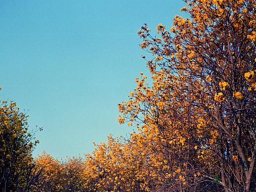 明日黄花蝶也愁