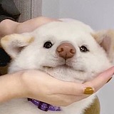 来之喵的头像