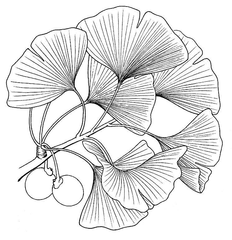 银杏-chinese plant names index封面作品