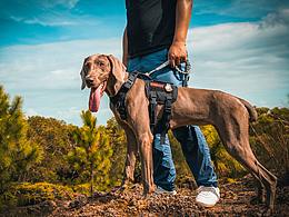 來啊，出來撒歡兒??！