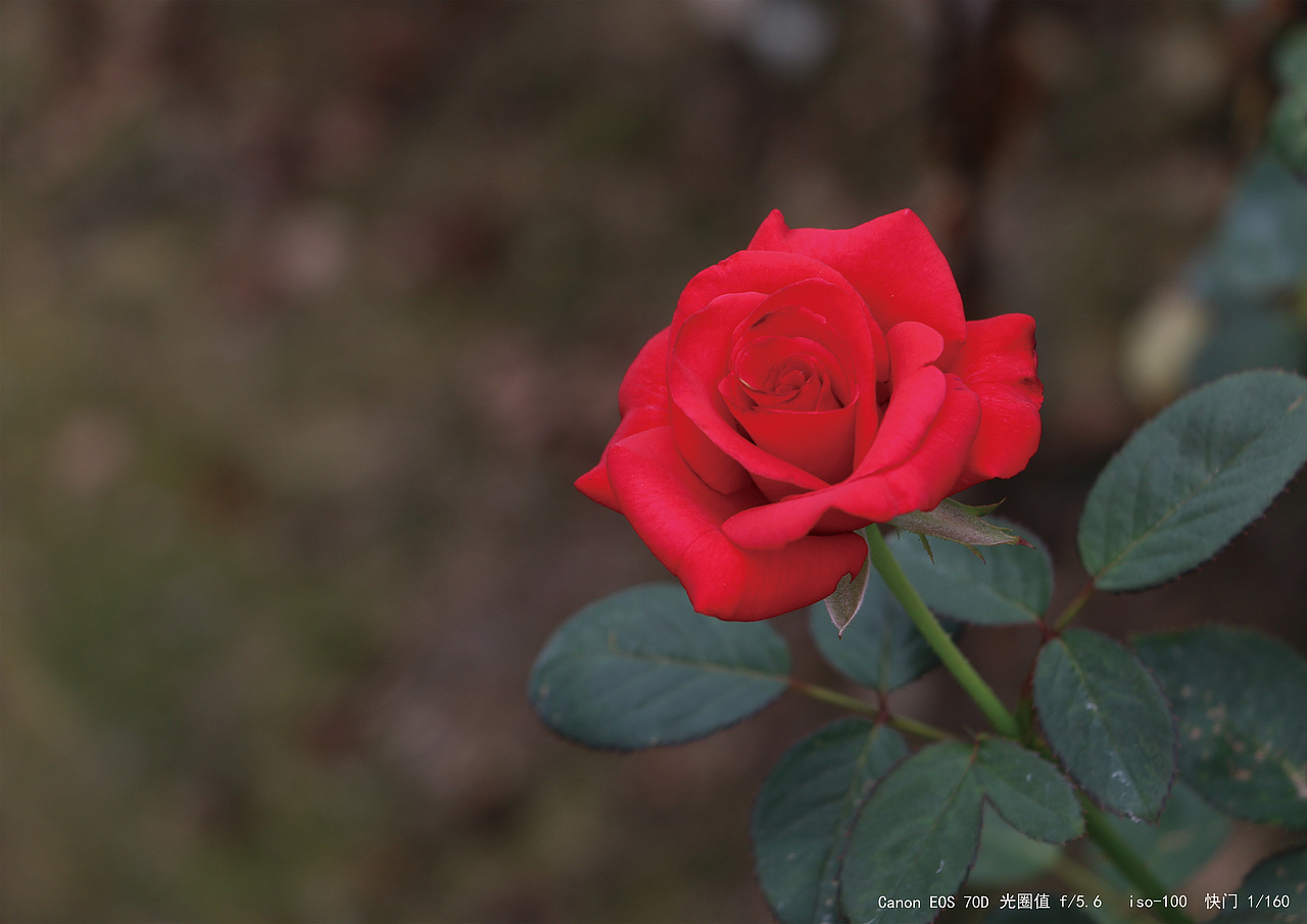 花（图ZMTMxOTAyMDA4） - 产品摄影 - 站酷设计师Georgia孙原创素材 - 站酷ZCOOL