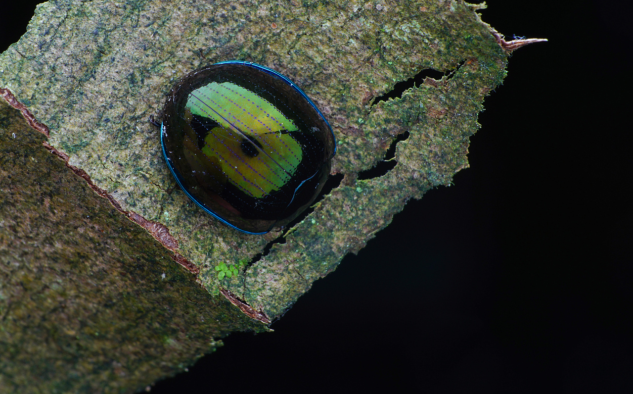 出生到死亡只有几个小时 收藏 数蜴 收藏 不知道什么蛾子 收藏 荔蝽