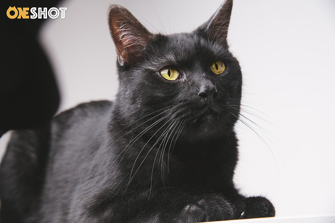 黑猫Yuki【克查原创作品28】（图ZMTEwNTM5MzUy） - 宠物摄影 - 站酷设计师克查原创素材 - 站酷ZCOOL