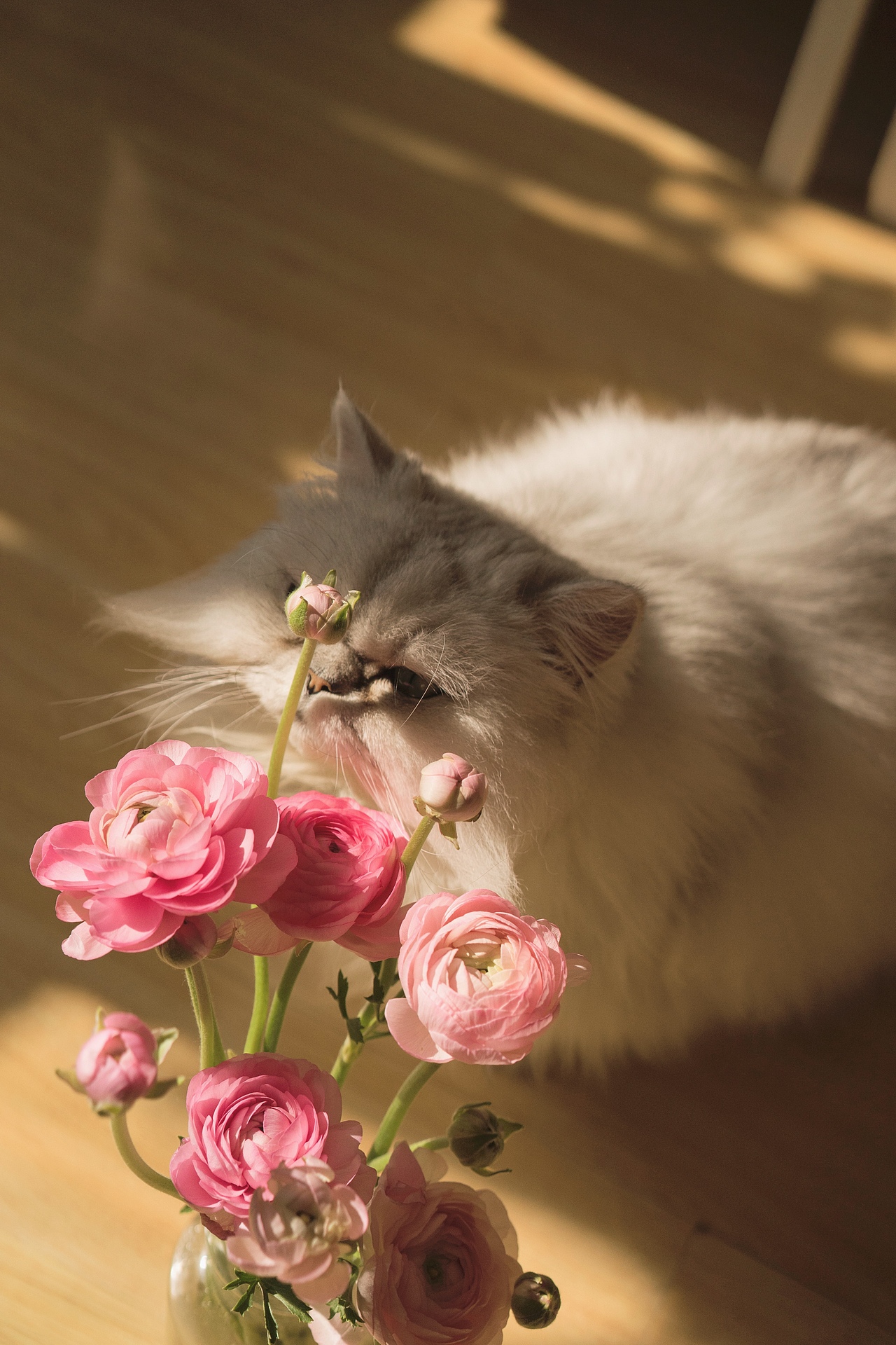 貓（圖ZMjM4OTc5MjIw） - 寵物攝影 - 站酷設計師禎小禎原創(chuàng)素材 - 站酷ZCOOL