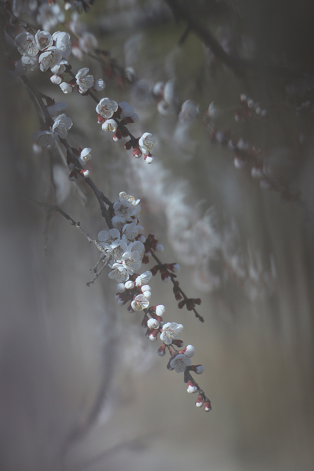 悄然而至的春天