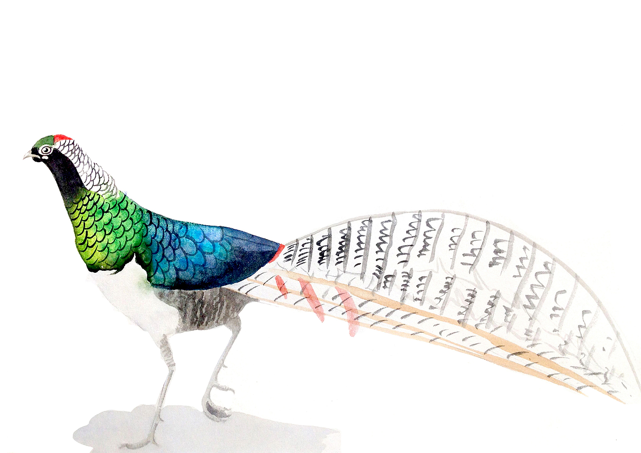 自然笔记（图ZNjg2NTExNDQ=） - 艺术插画 - 站酷设计师早寻原创素材 - 站酷ZCOOL