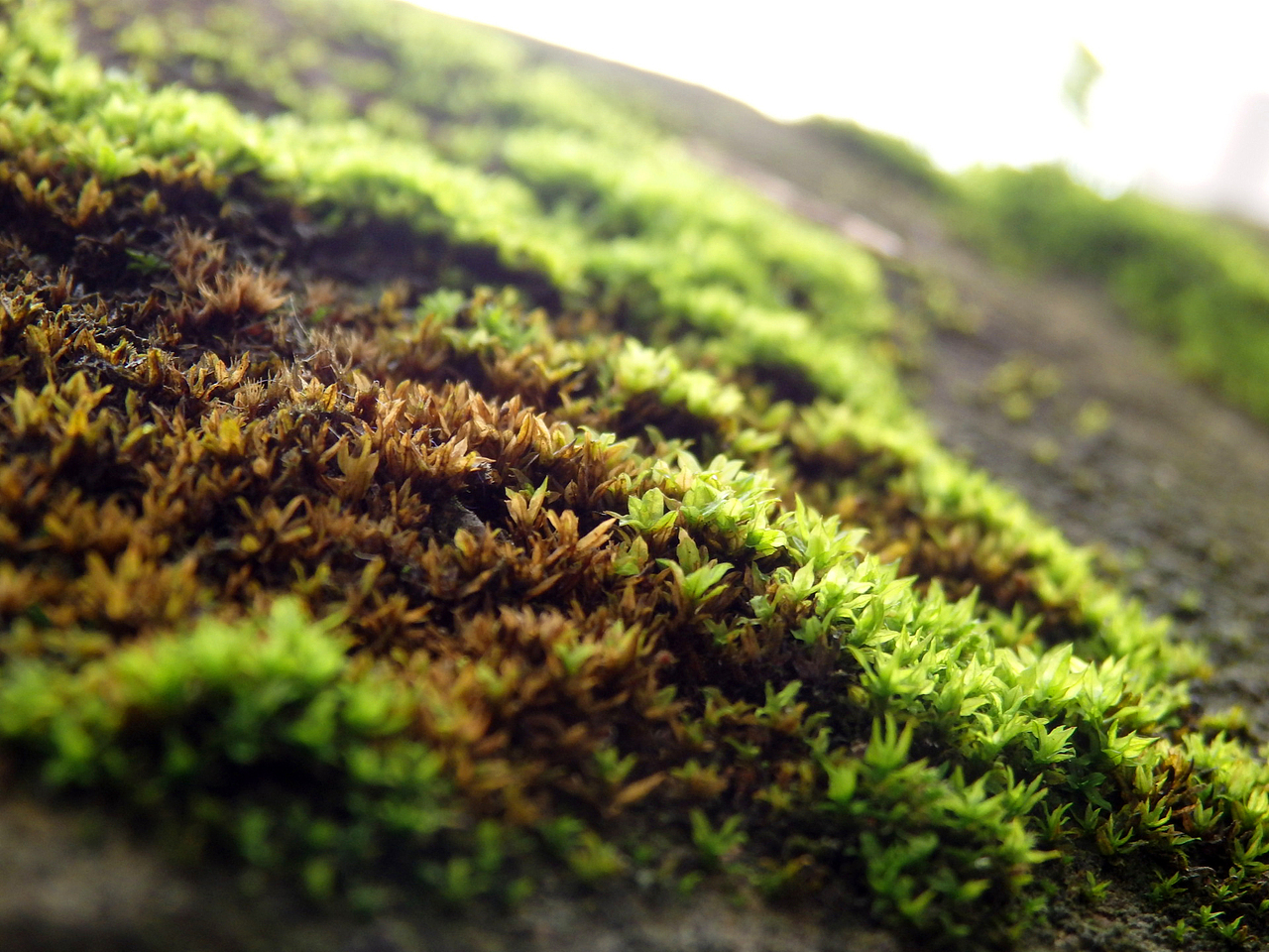 遇见青苔（图ZNTExNTE0ODg=） - 产品摄影 - 站酷设计师HELENE0419原创素材 - 站酷ZCOOL