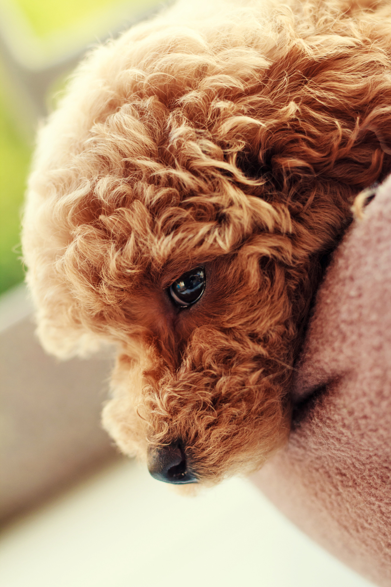 朋友家新出生的小狗|摄影|宠物摄影|riki - 原创作品 - 站酷 (zcool)