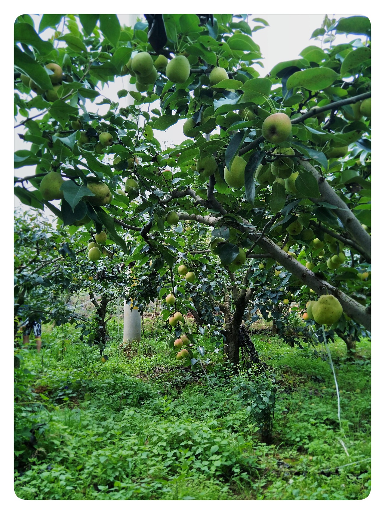 雁塔花果行，夕颜绕梨生。:leaves:（图ZMTIzNzc4ODc2） - 产品摄影 - 站酷设计师树深栖乌不语原创素材 - 站酷ZCOOL