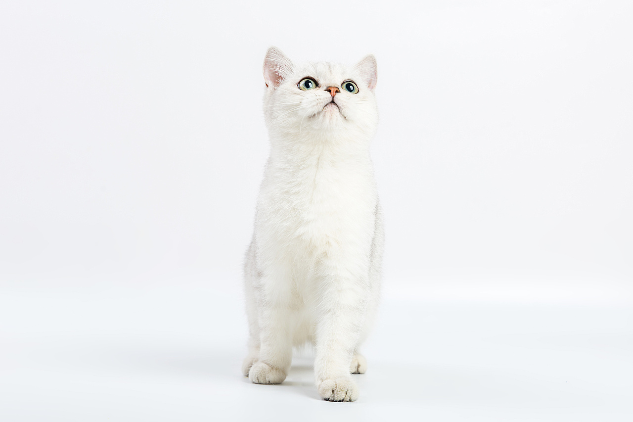 宠物猫美短幼猫白底摄影