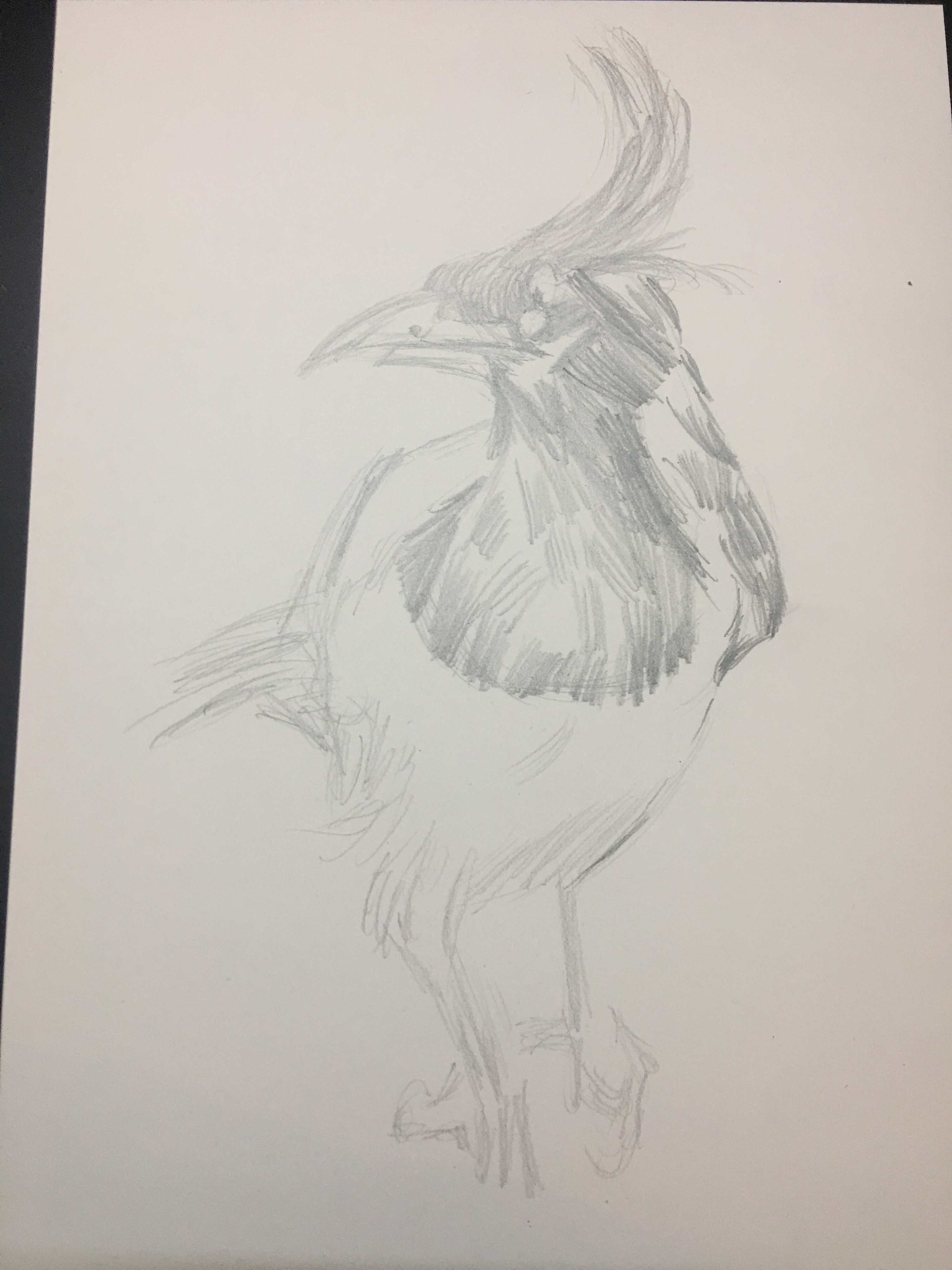 速写-鸟|纯艺术|绘画|悟空ada - 临摹作品 - 站酷 (zcool)