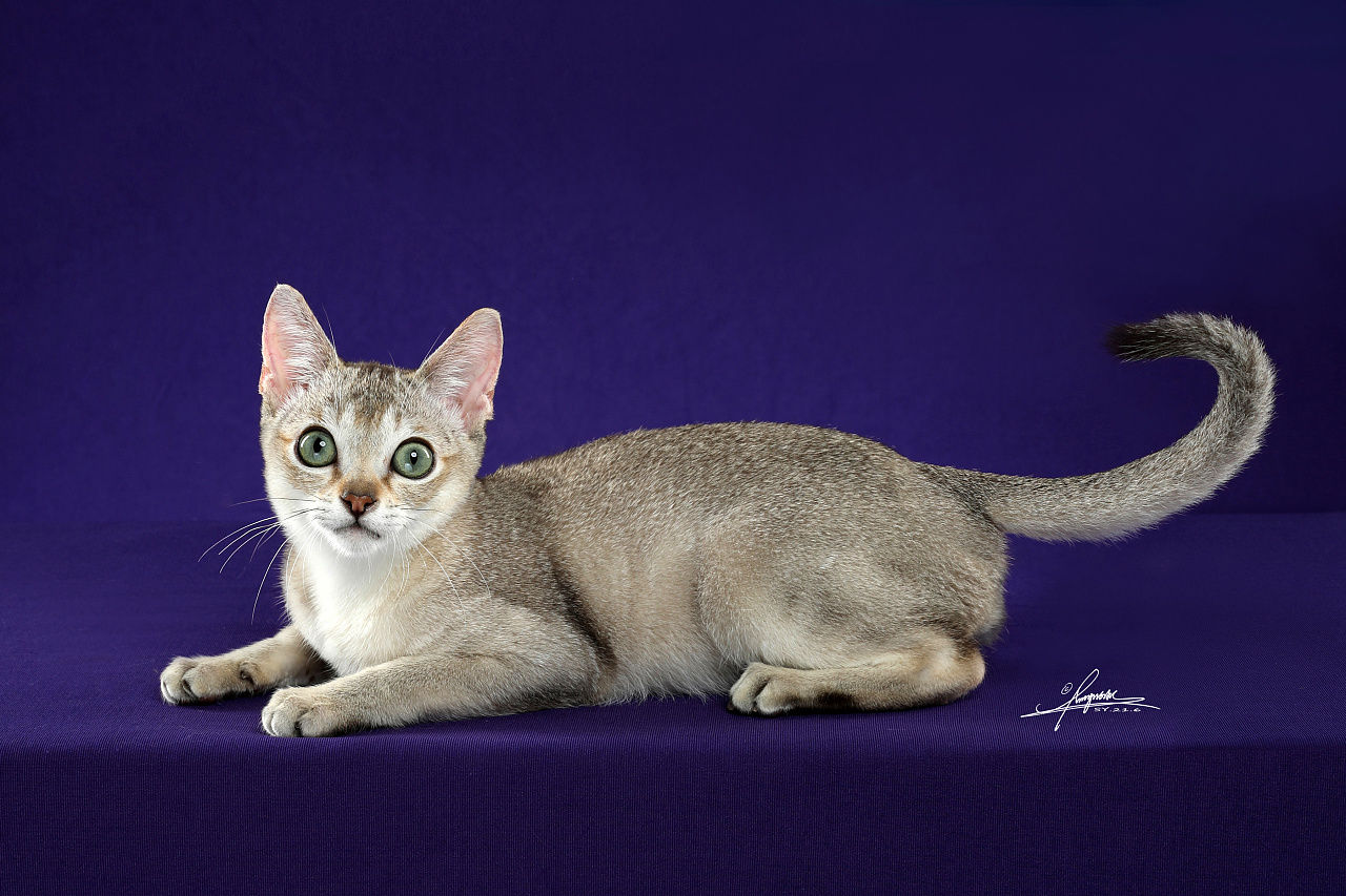 新加坡猫|摄影|宠物摄影|amyworks赛猫摄影 - 原创作品 - 站酷 (zcool