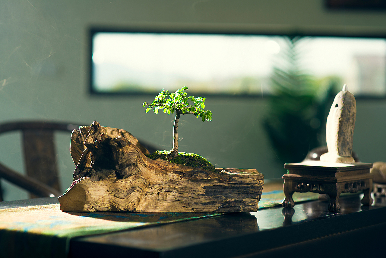 枯木做盆 种植榆树当盆景放室内养着桌子上当绿植摆件