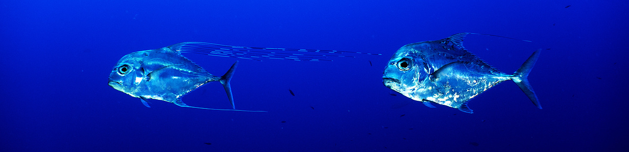 海洋世界大溪地