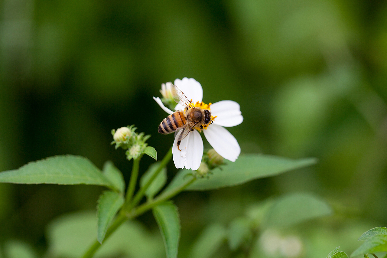 抓蜂捕蝶（图ZMzU3NzUwMTY=） - 风光摄影 - 站酷设计师野蛮驴友原创素材 - 站酷ZCOOL
