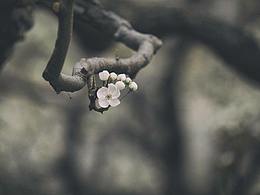 梨花
