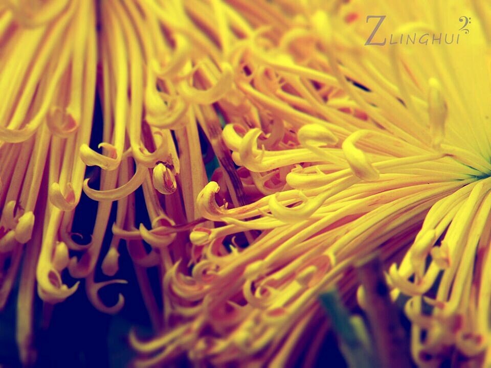 偶遇岳麓山菊花展