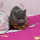 小碗浇面的头像