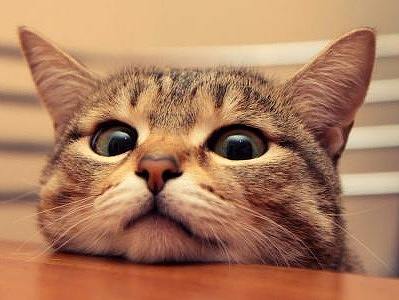 比较简洁的一个首页