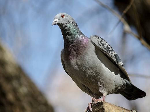 Angel（个人主页-ZMzk5ODM1NDQ=） - 宠物摄影 - 站酷设计师走读人原创素材 - 站酷ZCOOL