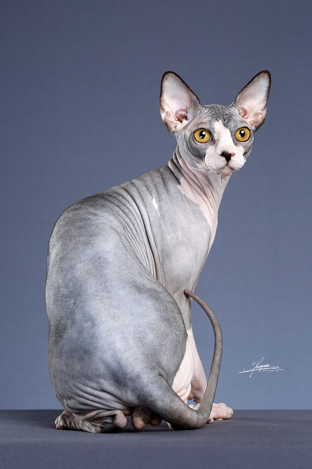 斯芬克斯无毛猫