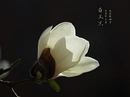 #花花世界#望天擎玉盞 落落散幽芳