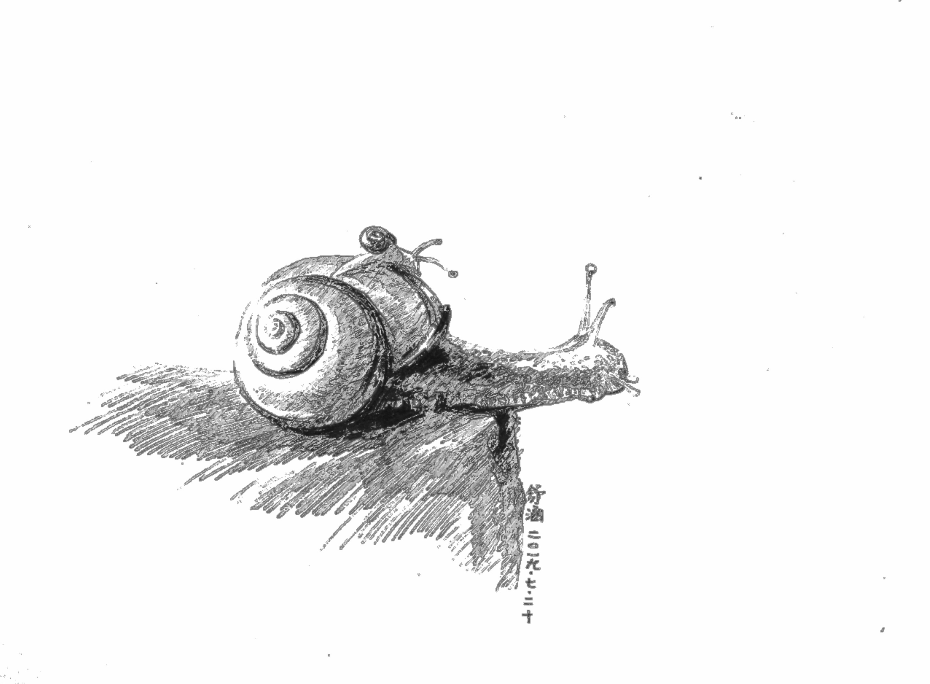 手绘蜗牛|插画|创作习作|小小萝北 - 原创作品 - 站酷 (ZCOOL)