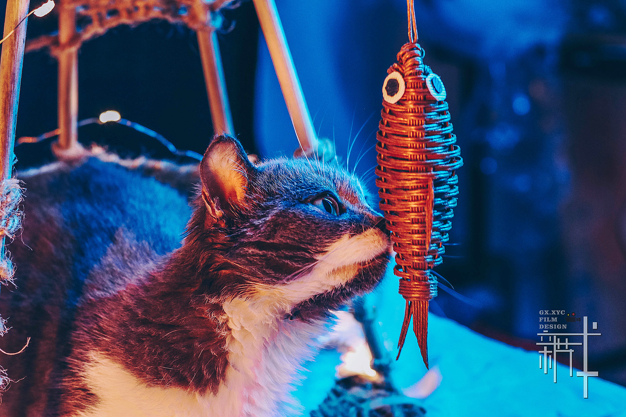 新艺城影视产品拍摄——猫舍（图ZMTU4MzE0Nzc2） - 其他摄影 - 站酷设计师只是拍摄原创素材 - 站酷ZCOOL