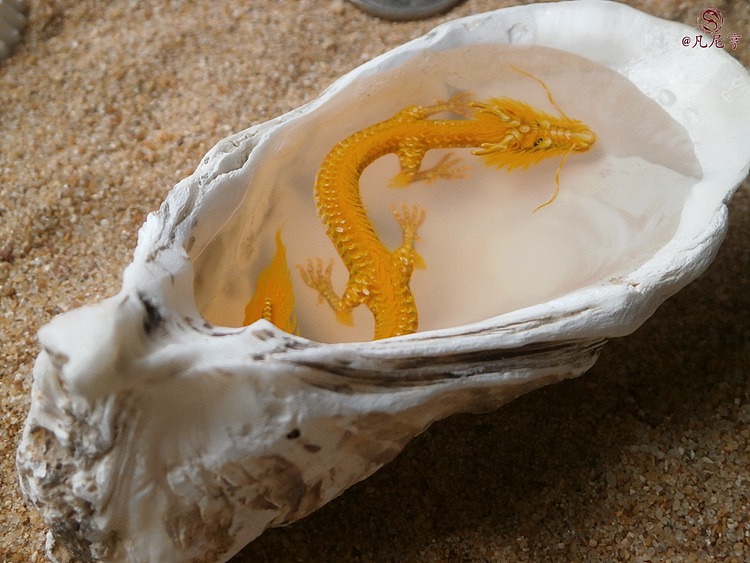 蚝壳寄居小神龙