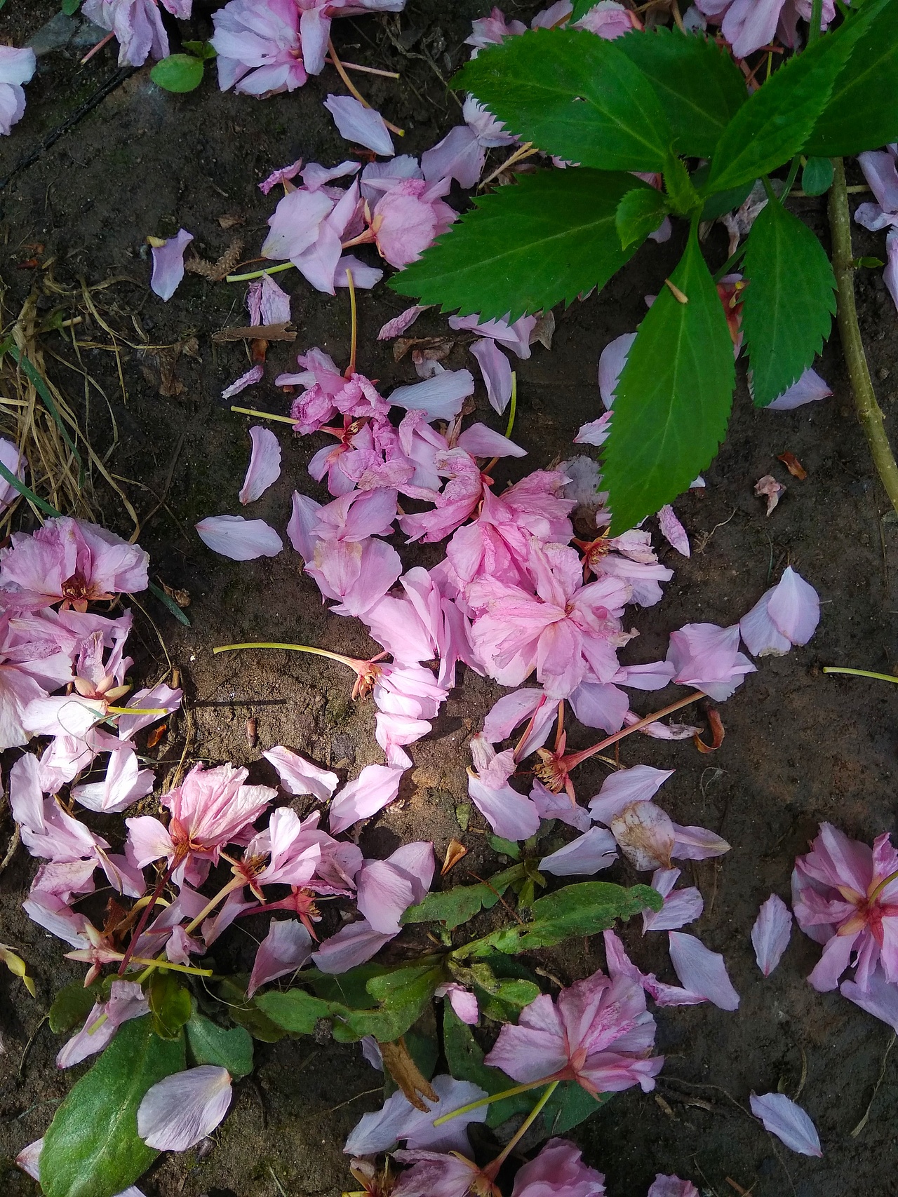 凋零的樱花cherryblossom
